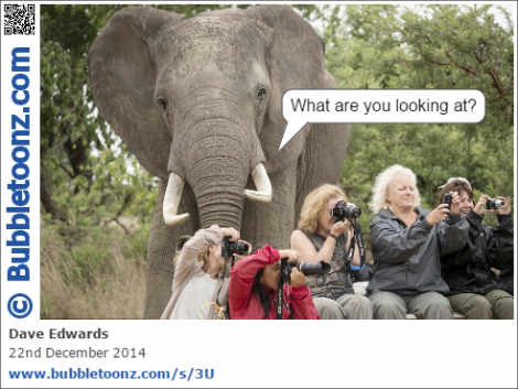 Elephant on Safari
